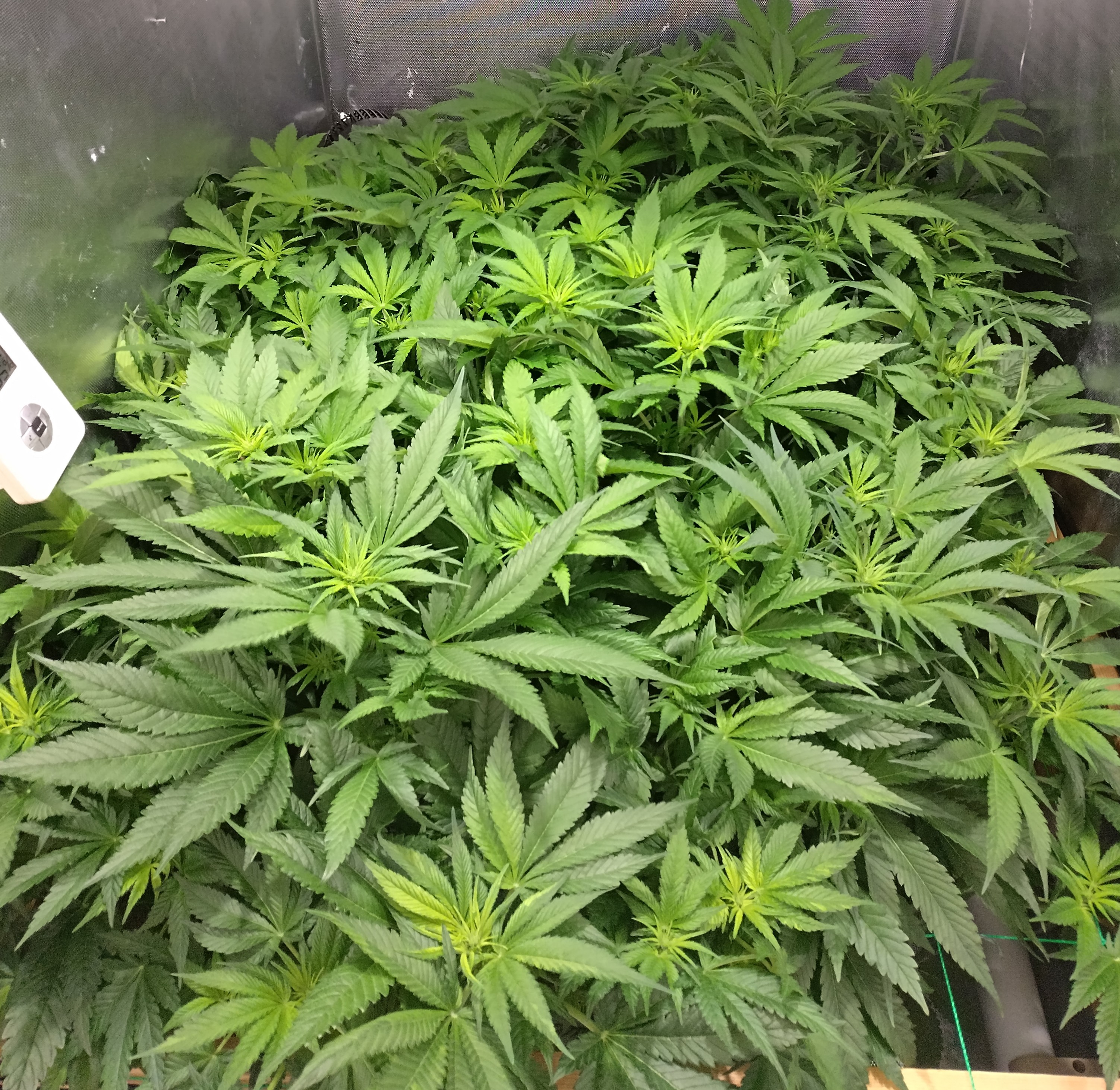 NFT Royal Gorilla pheno search — flower, day 1