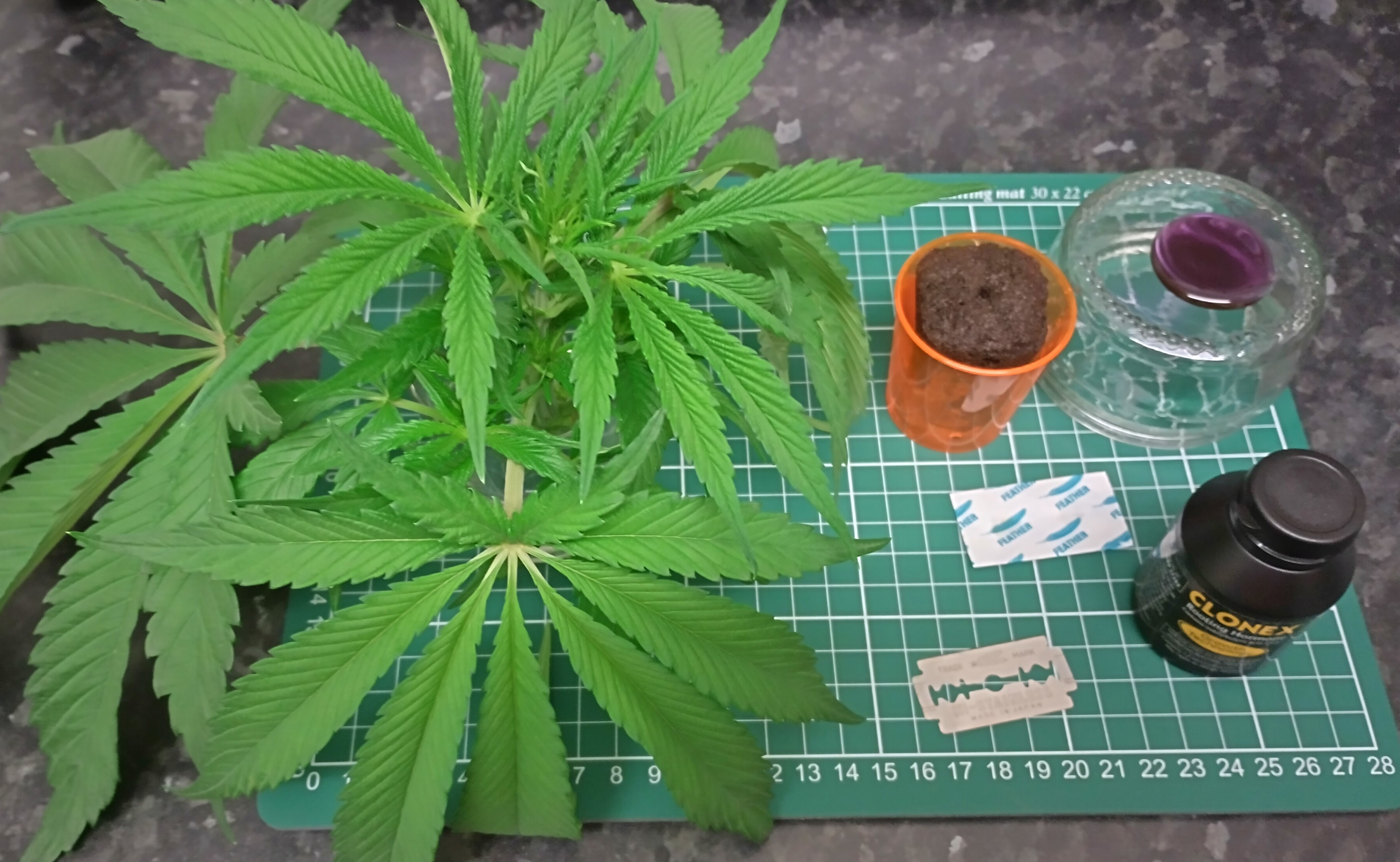 ez clone/ cuttings guide.