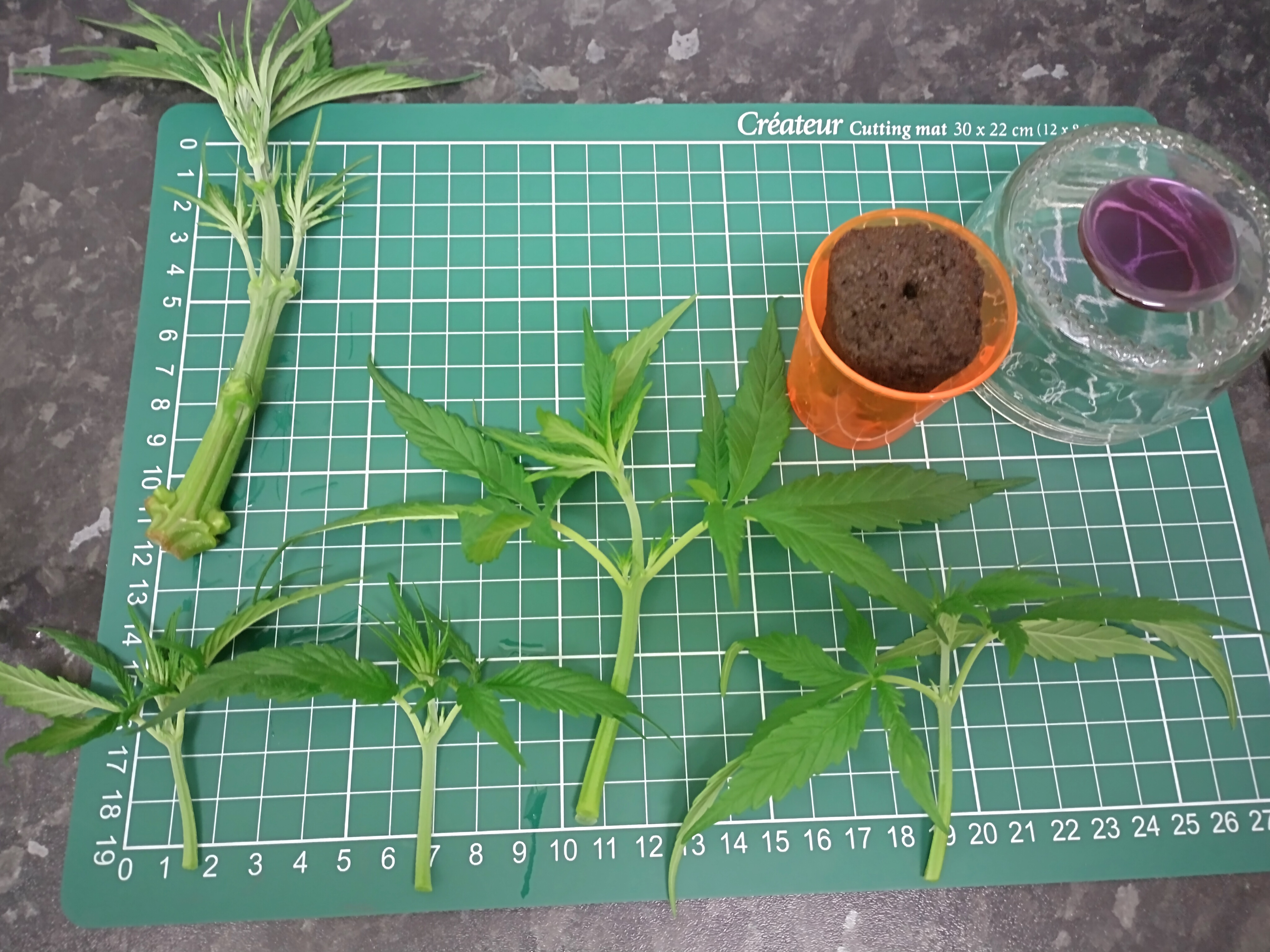 ez clone/ cuttings guide. — vegetative, day 1