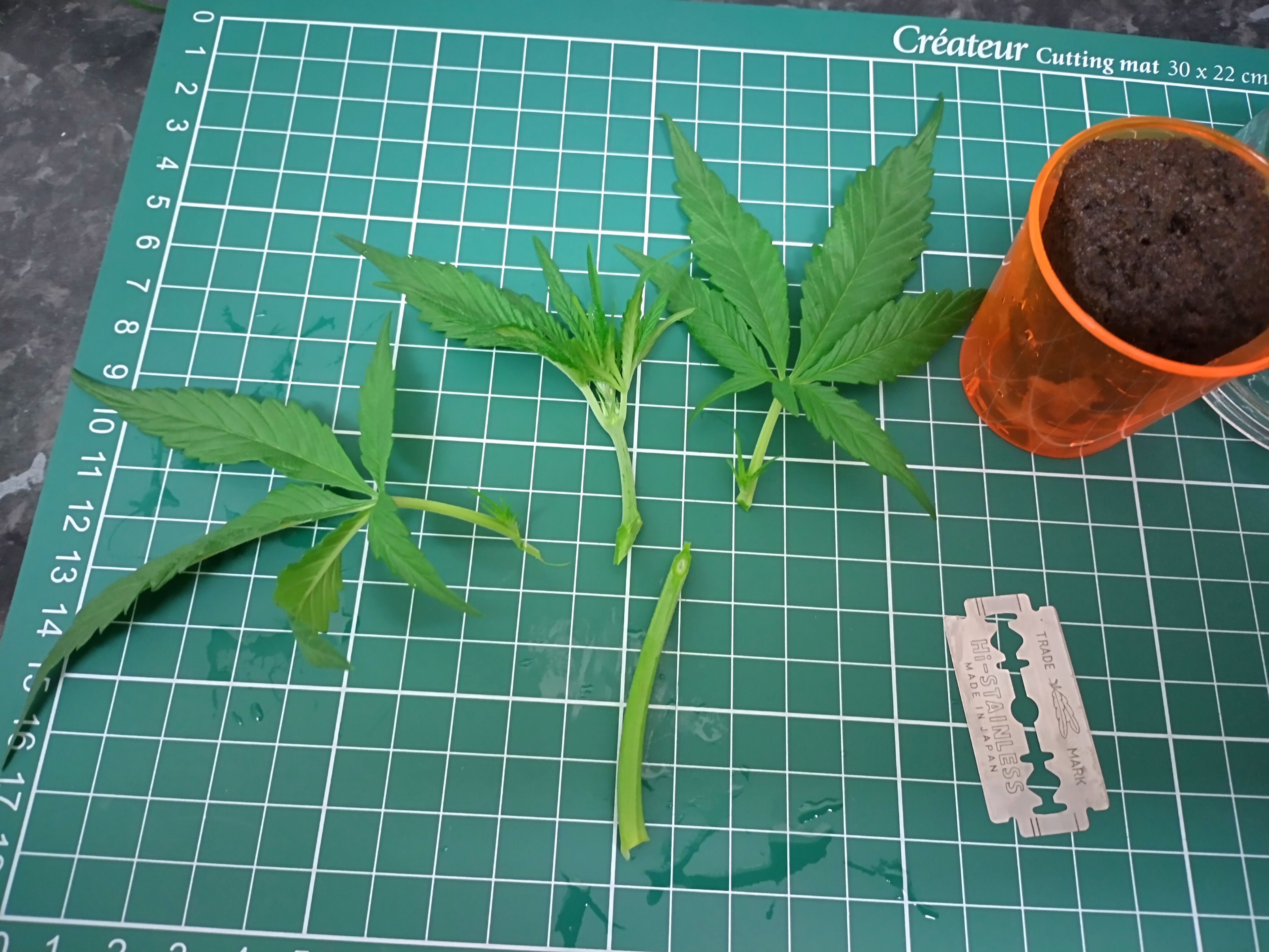 ez clone/ cuttings guide. — vegetative, day 1