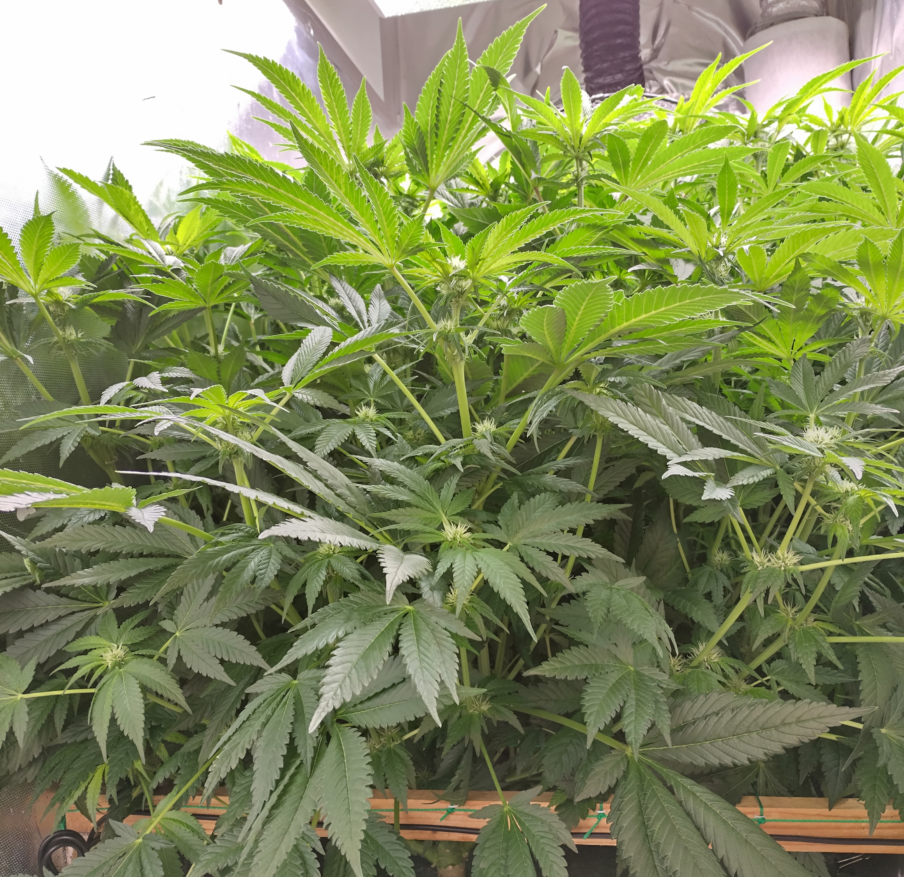 NFT Royal Gorilla pheno search