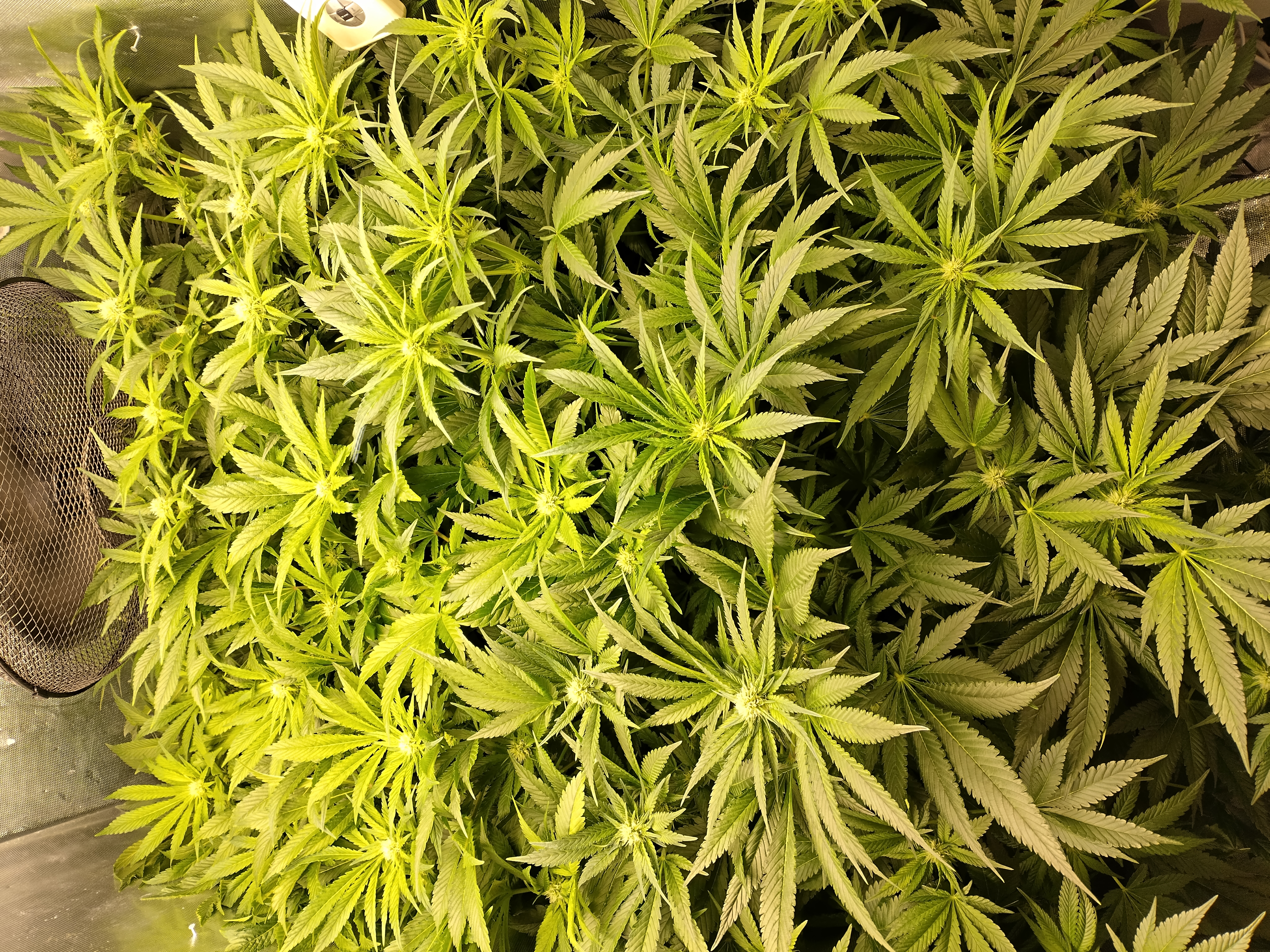 NFT Royal Gorilla pheno search — flower, day 10