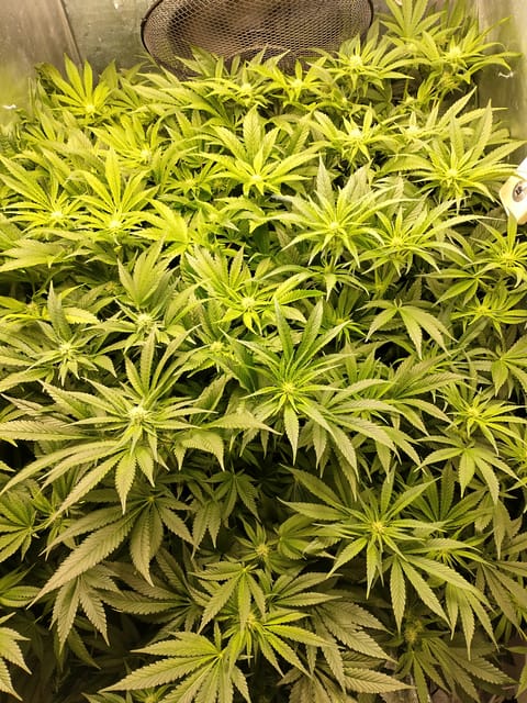 NFT Royal Gorilla pheno search — flower, day 10