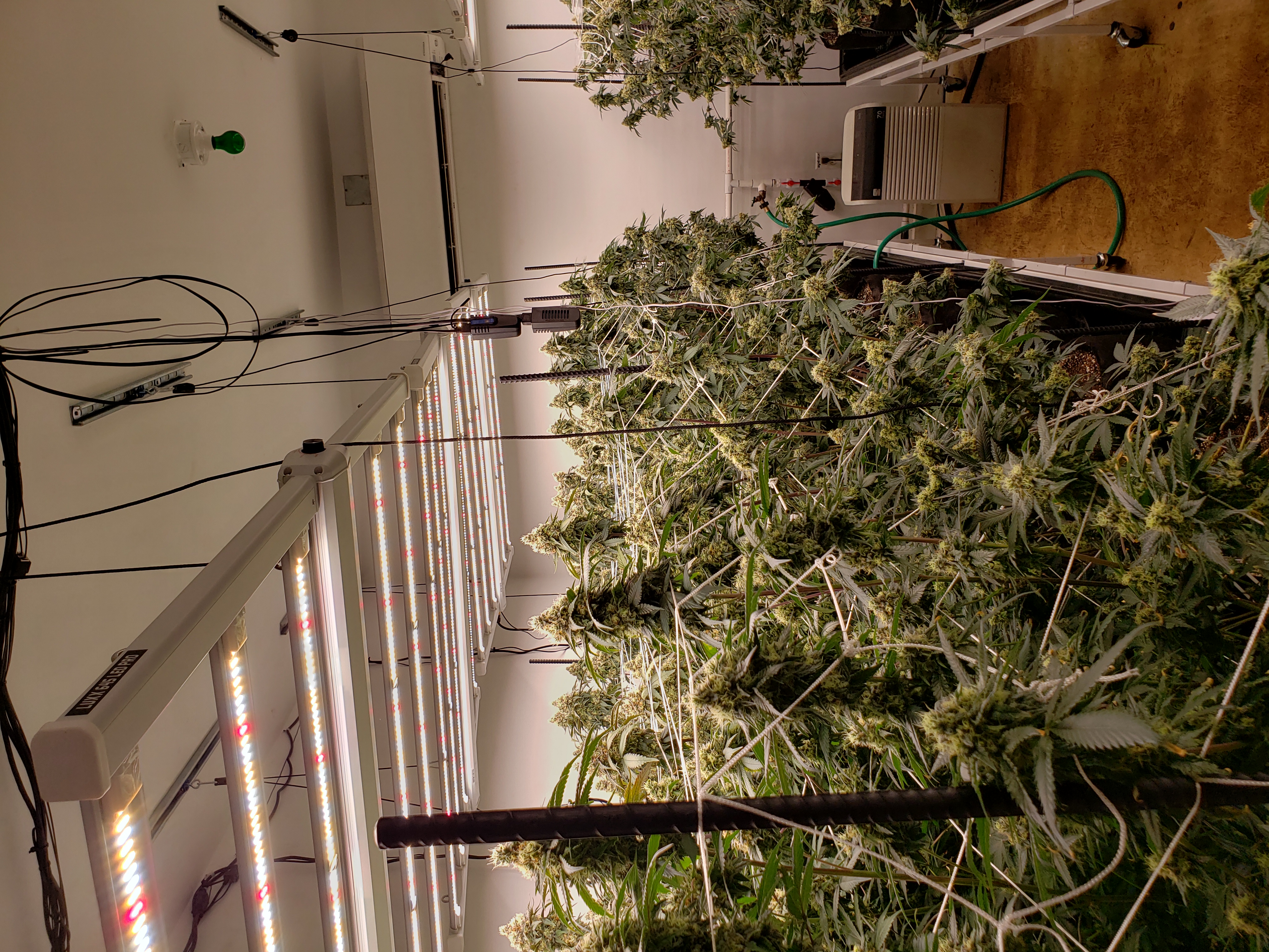 indoor — none, day 1