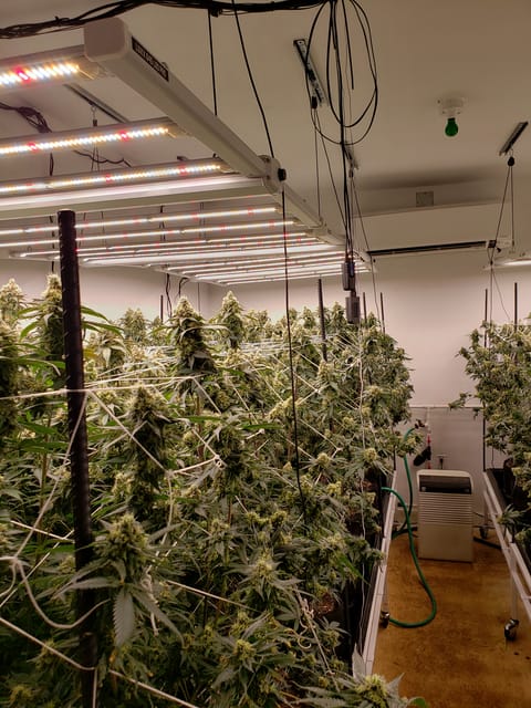 indoor — none, day 1