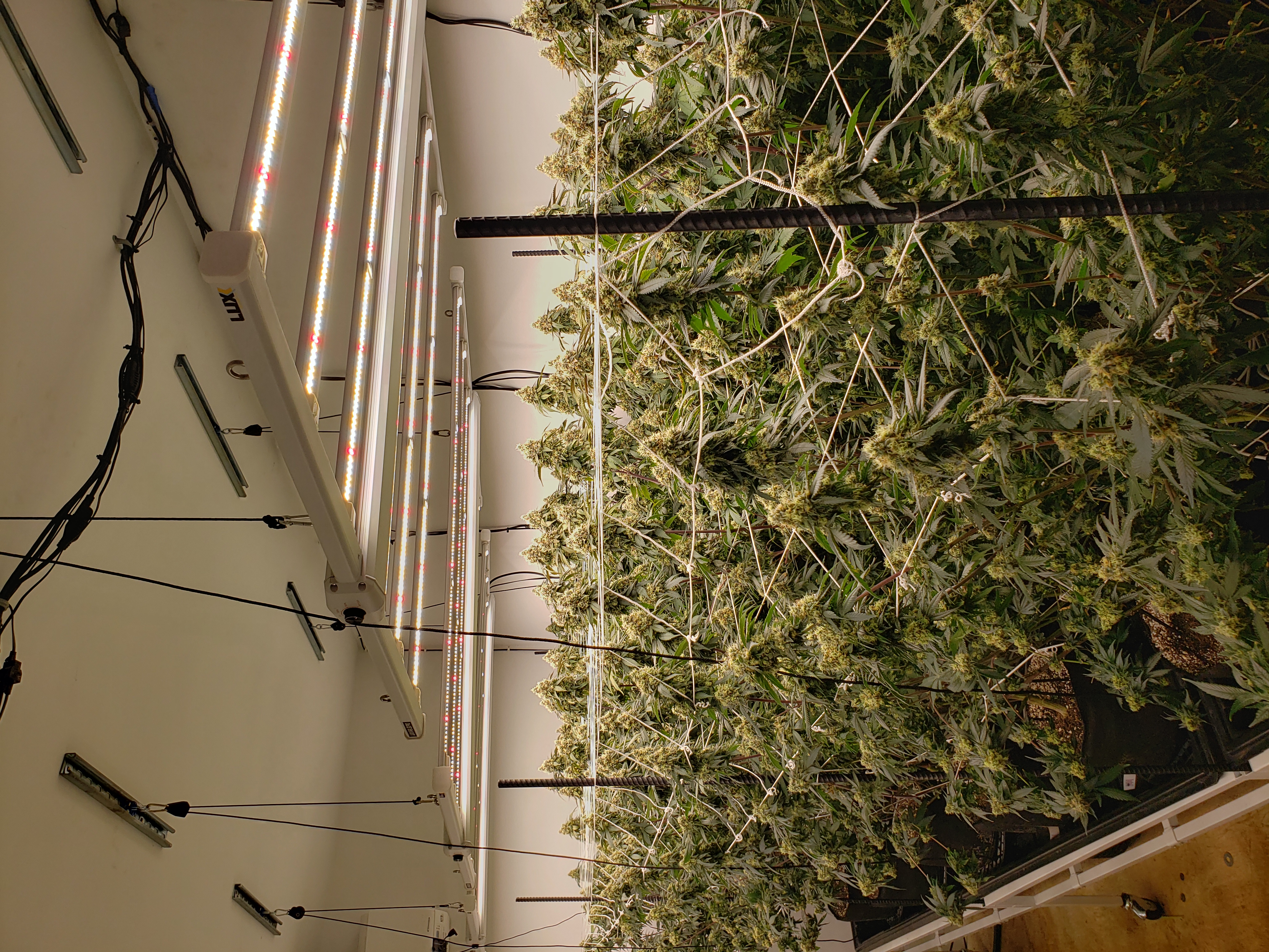 indoor — none, day 1