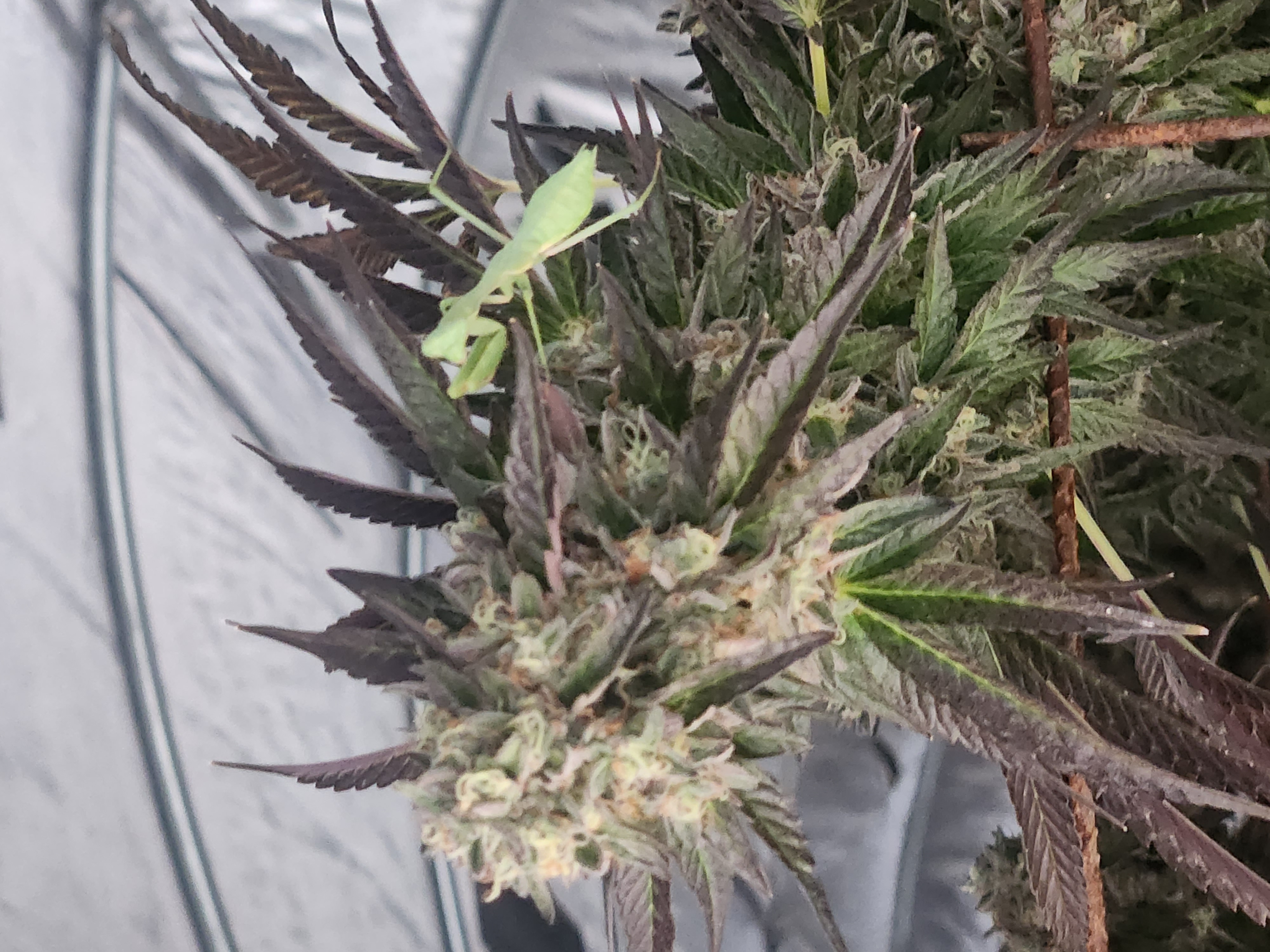 light dep — none, day 2