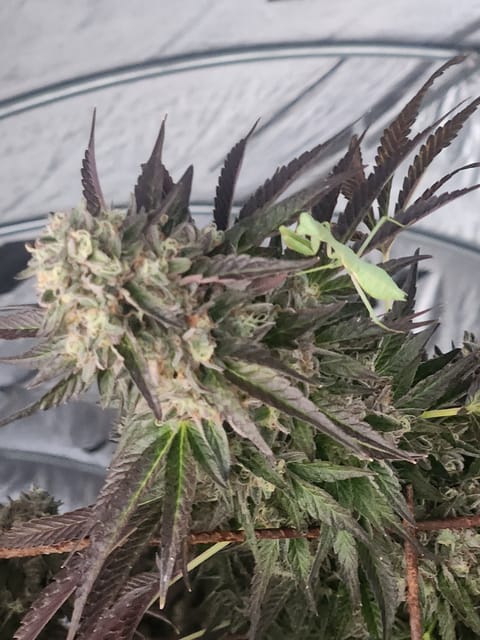 light dep — none, day 2