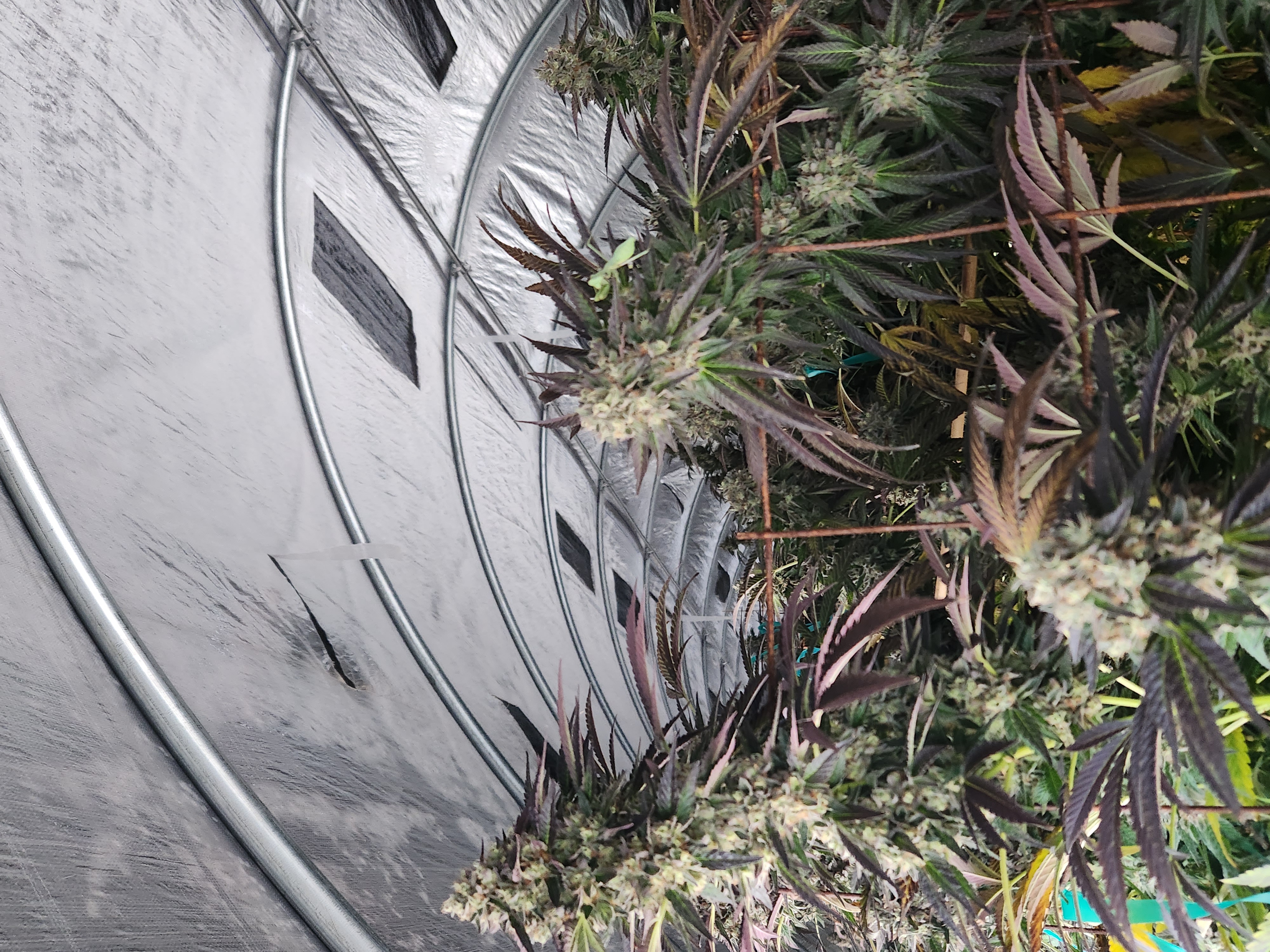 light dep — none, day 2