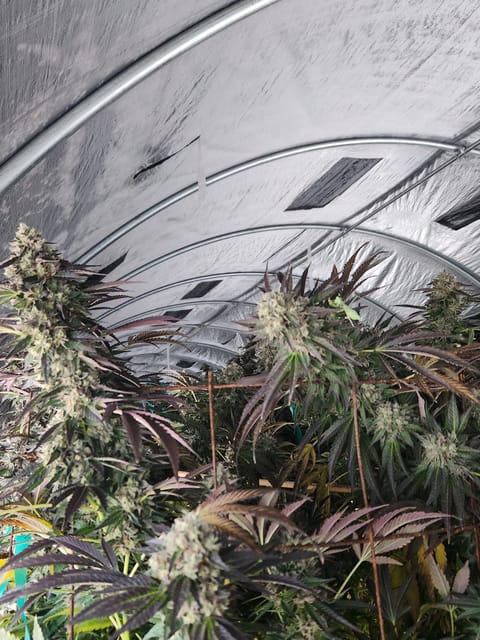 light dep — none, day 2