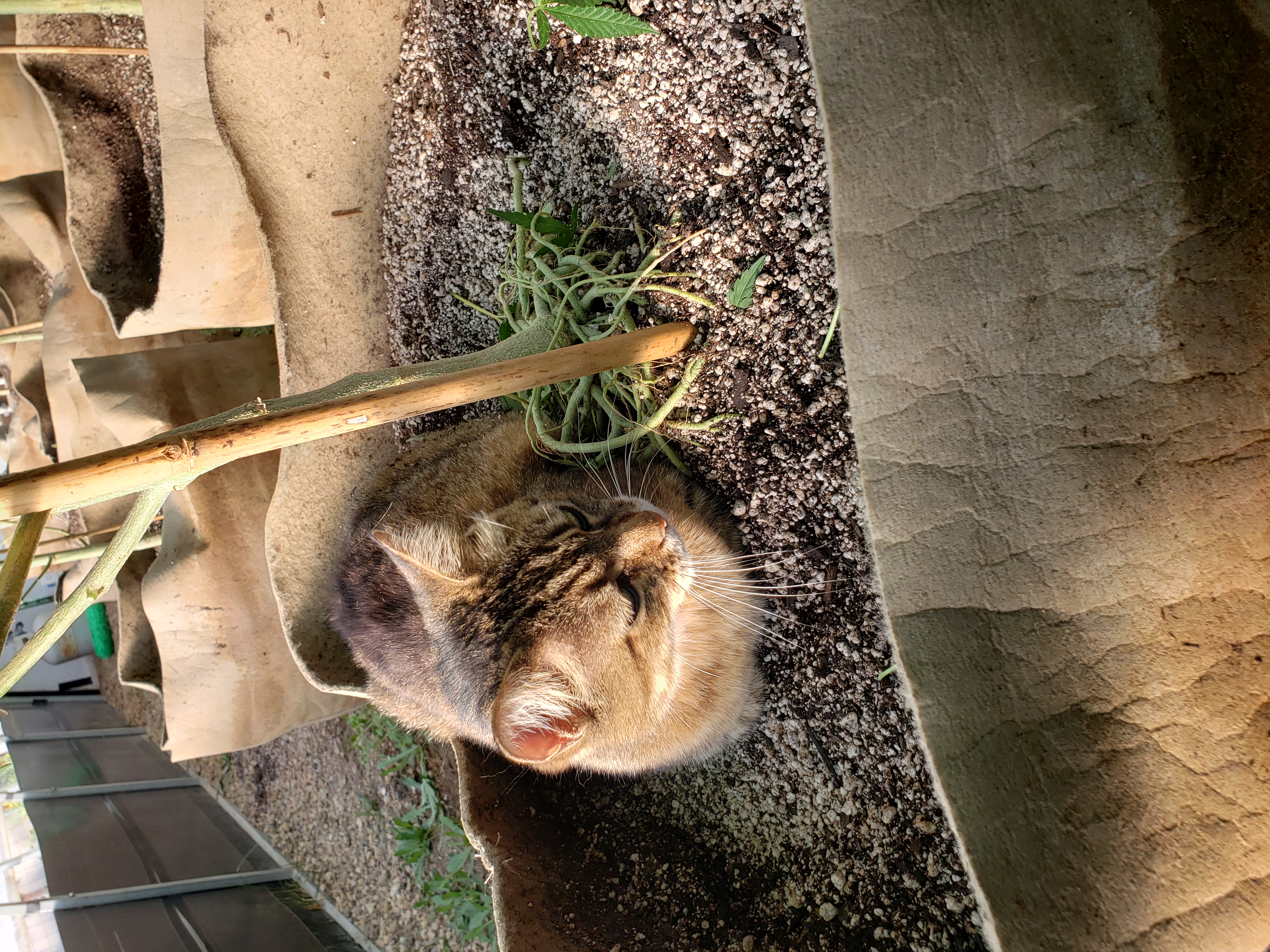 roots — vegetative, day 1