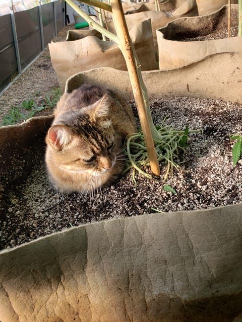 roots — vegetative, day 1