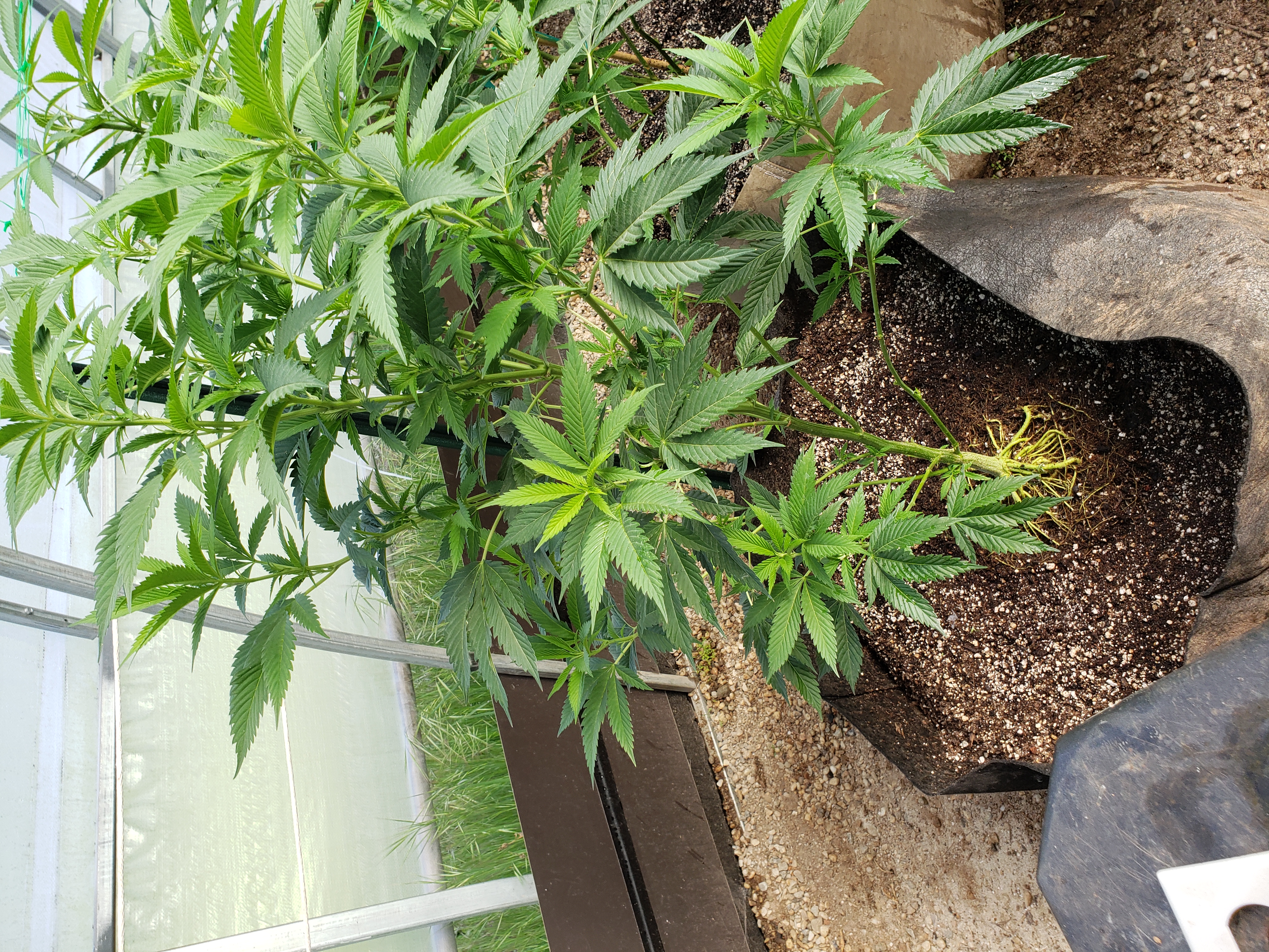 roots — vegetative, day 1