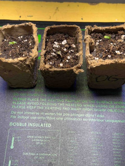 Humboldt — seedling_rooting, day 1
