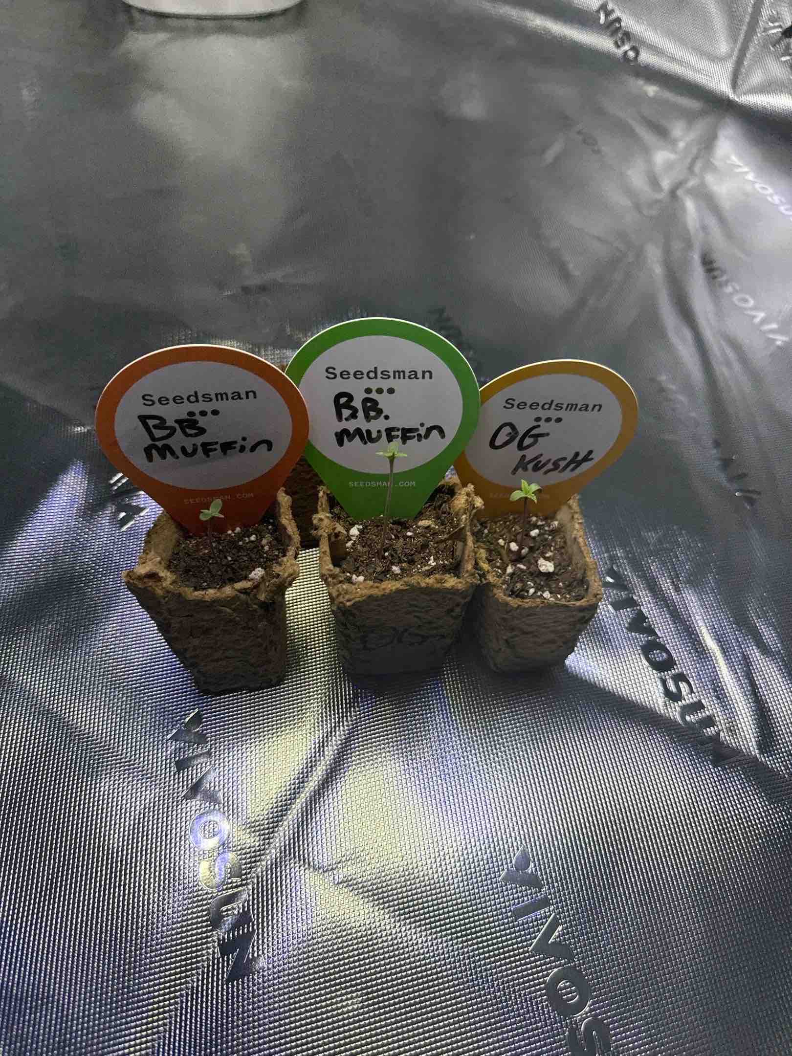 Humboldt  — seedling_rooting, day 3