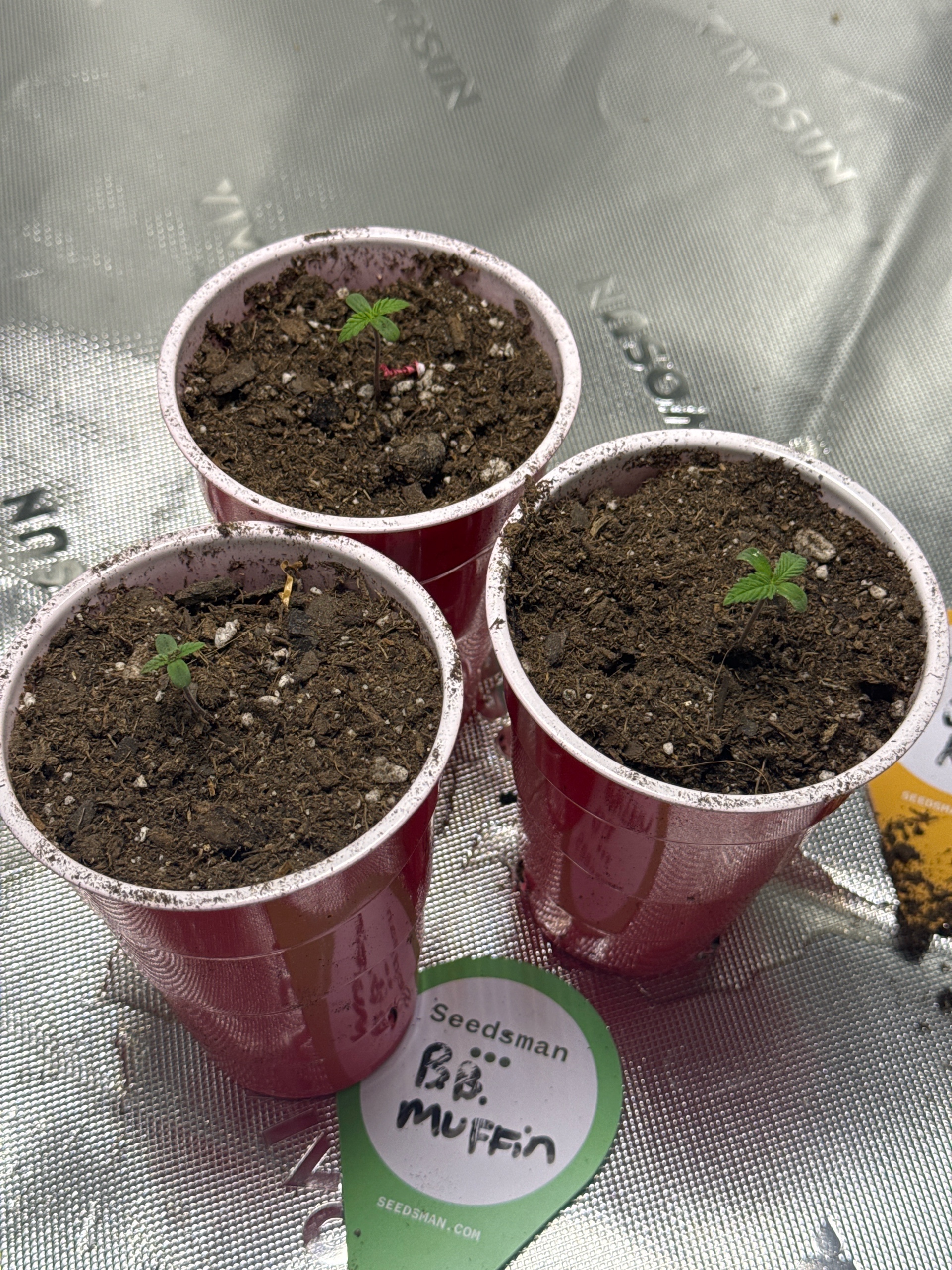 Humboldt  — seedling_rooting, day 5