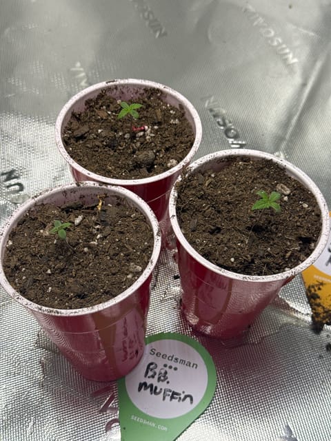 Humboldt — seedling_rooting, day 5