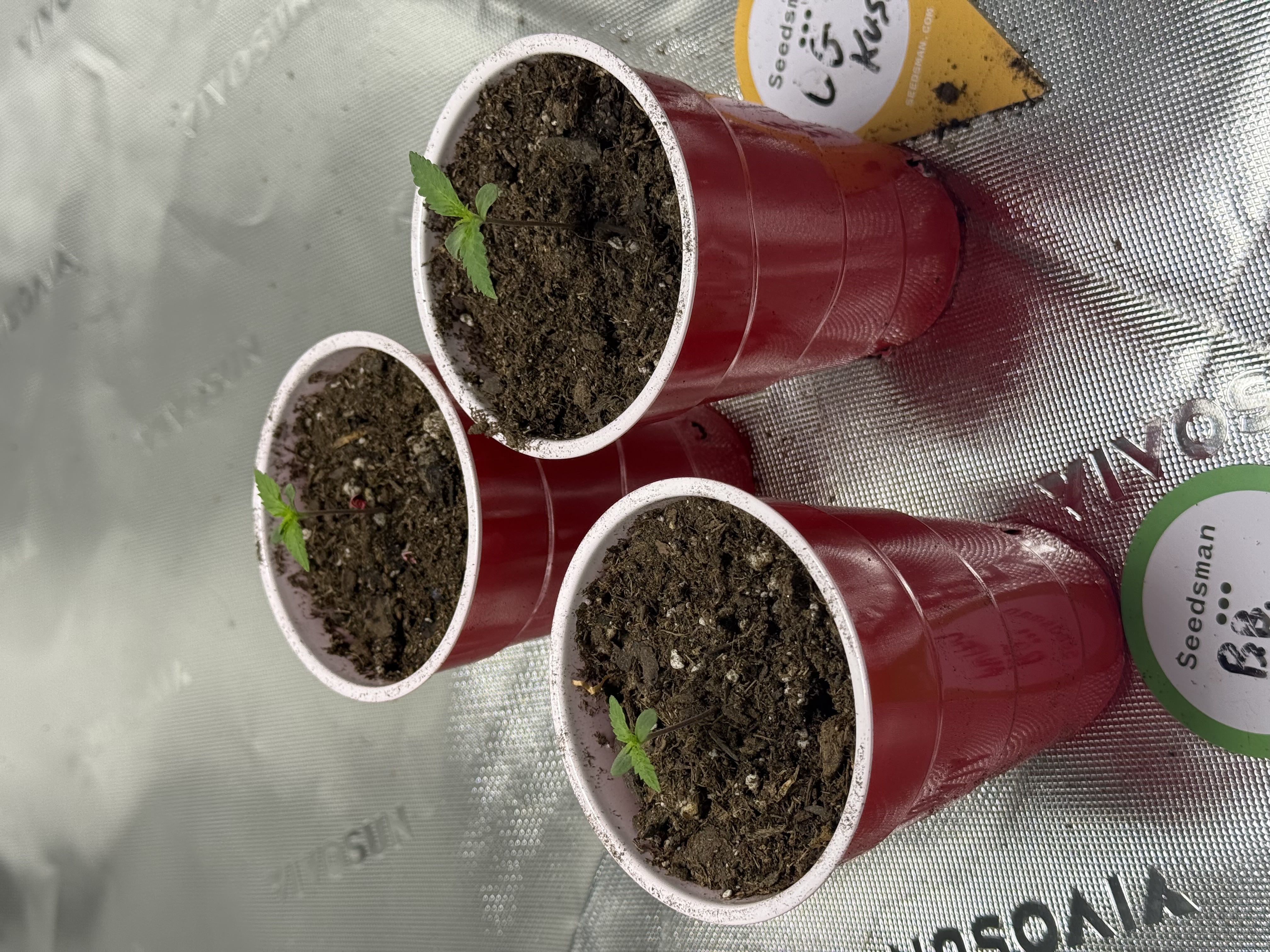 Humboldt  — seedling_rooting, day 7