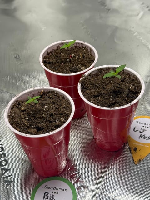 Humboldt — seedling_rooting, day 7