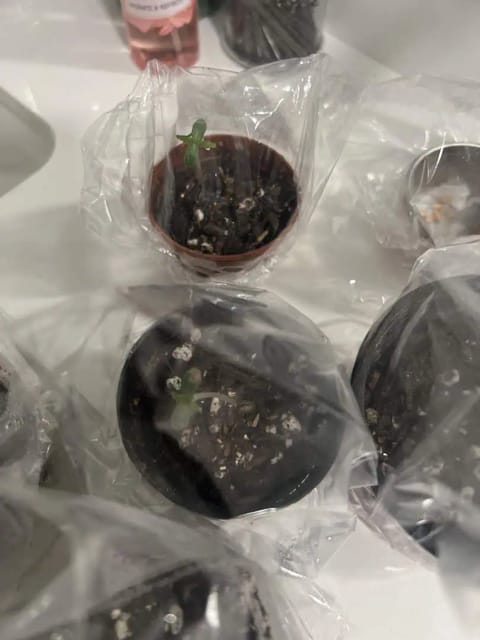 seedlings 🌱 