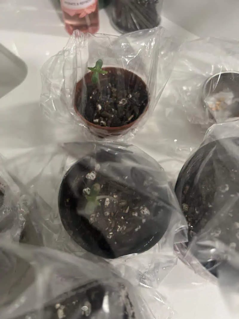 seedlings 🌱 