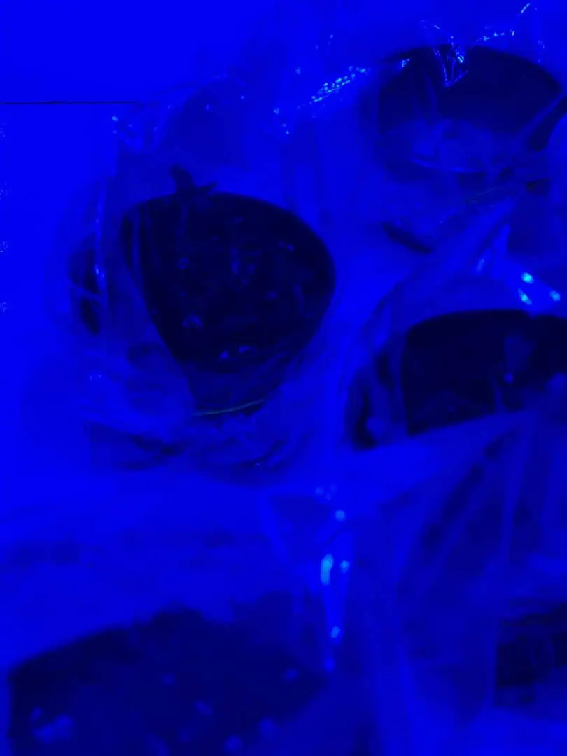 seedlings 🌱  — seedling_rooting, day 1