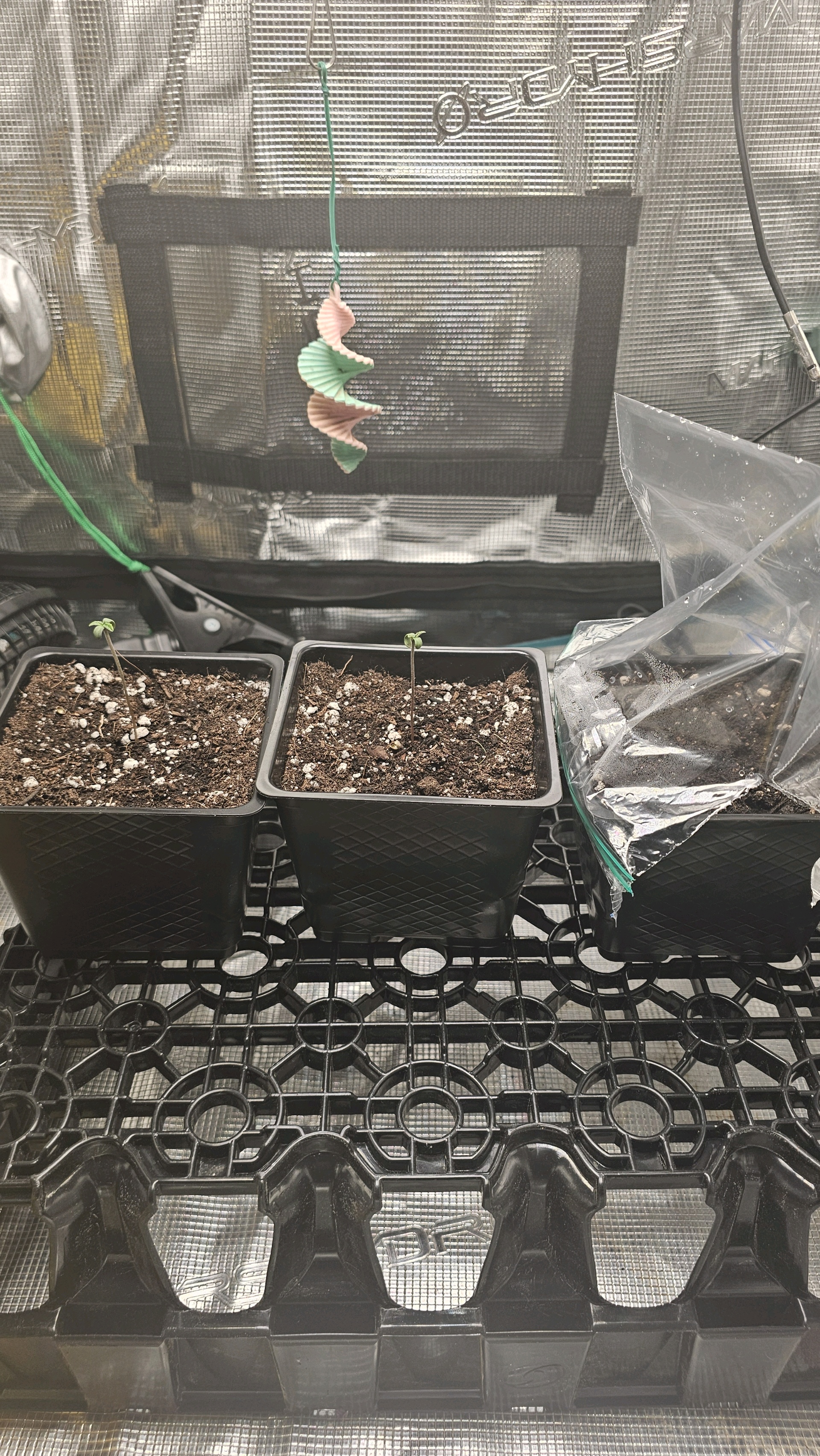 ethos genetics  — seedling_rooting, day 3