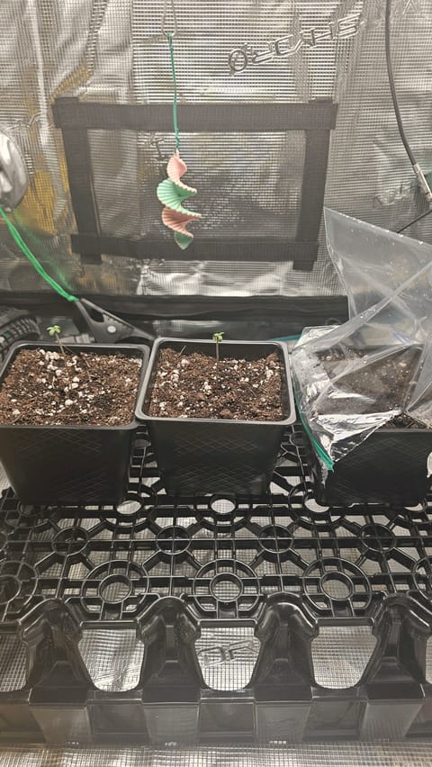 ethos genetics — seedling_rooting, day 3