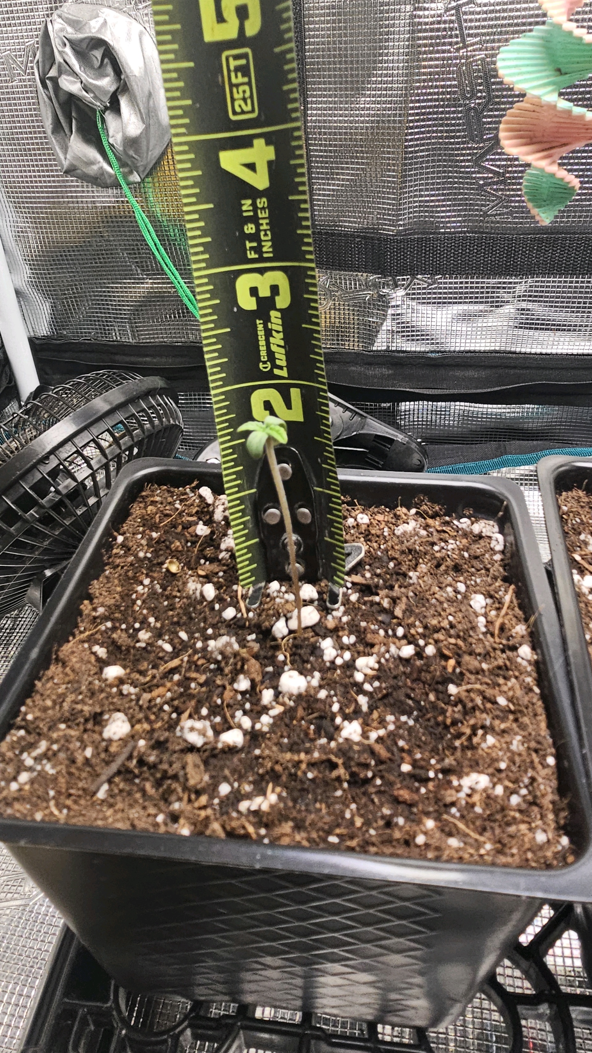 ethos genetics  — seedling_rooting, day 3