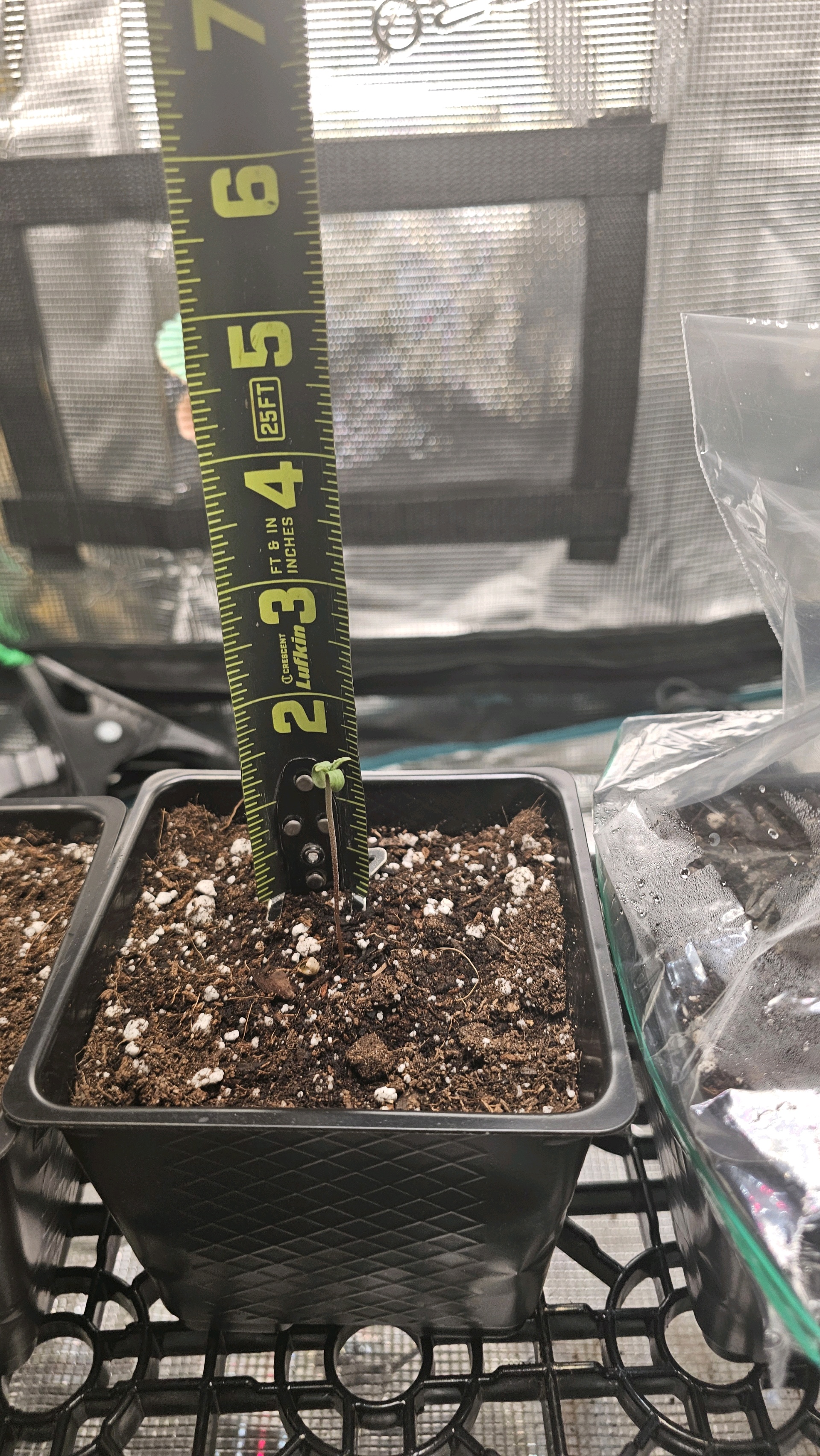 ethos genetics  — seedling_rooting, day 3