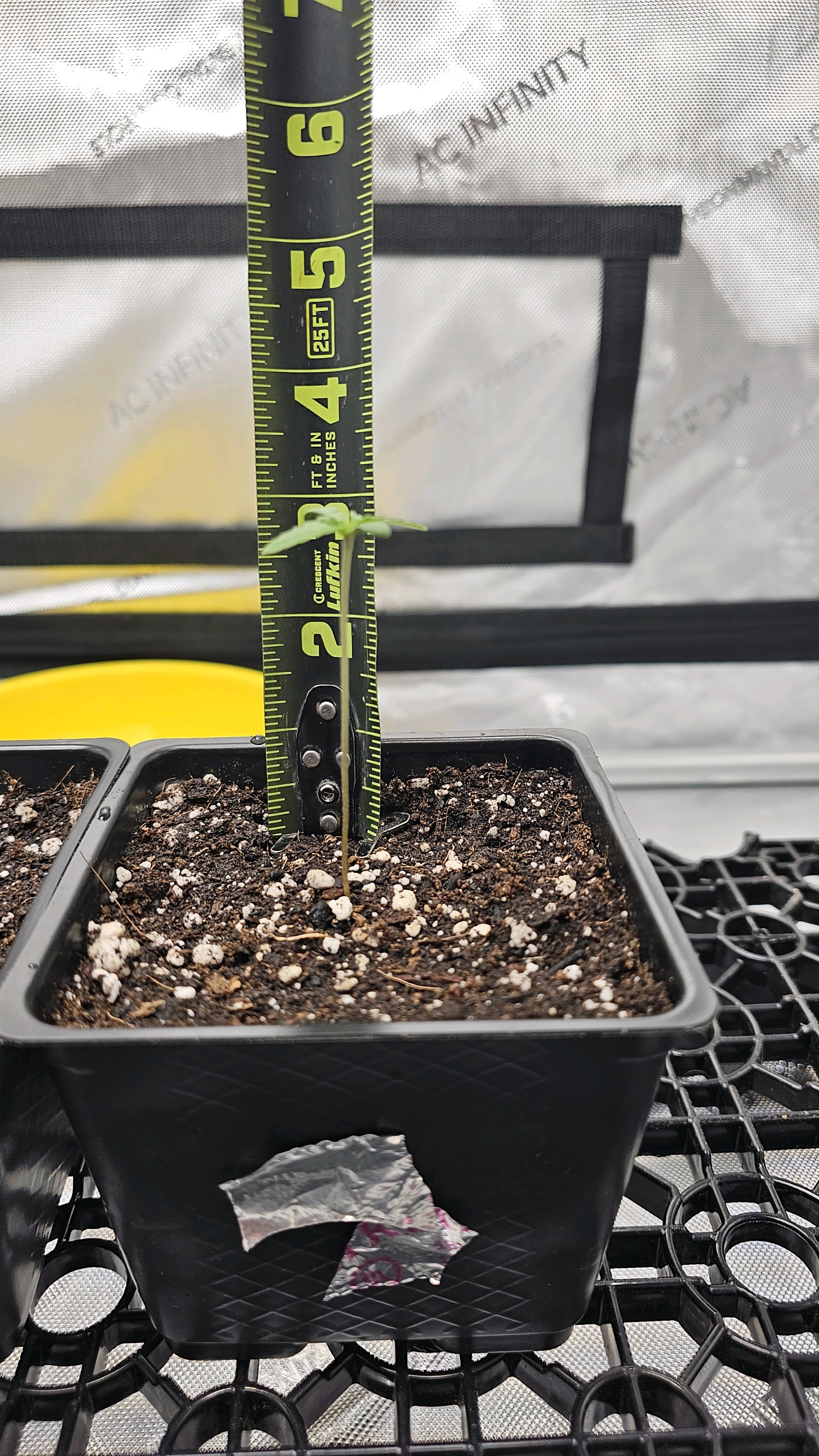 ethos genetics  — seedling_rooting, day 5