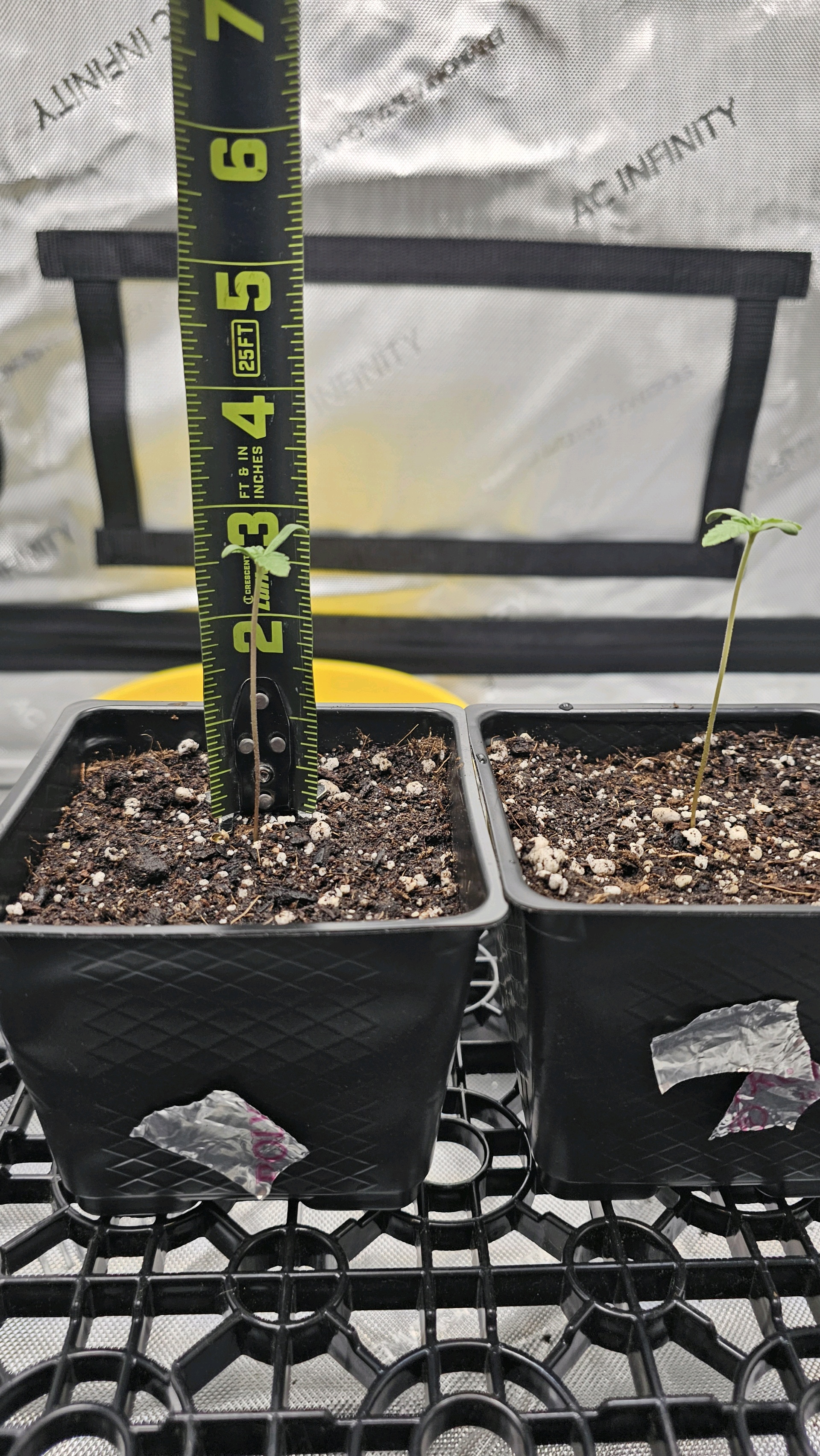 ethos genetics  — seedling_rooting, day 5