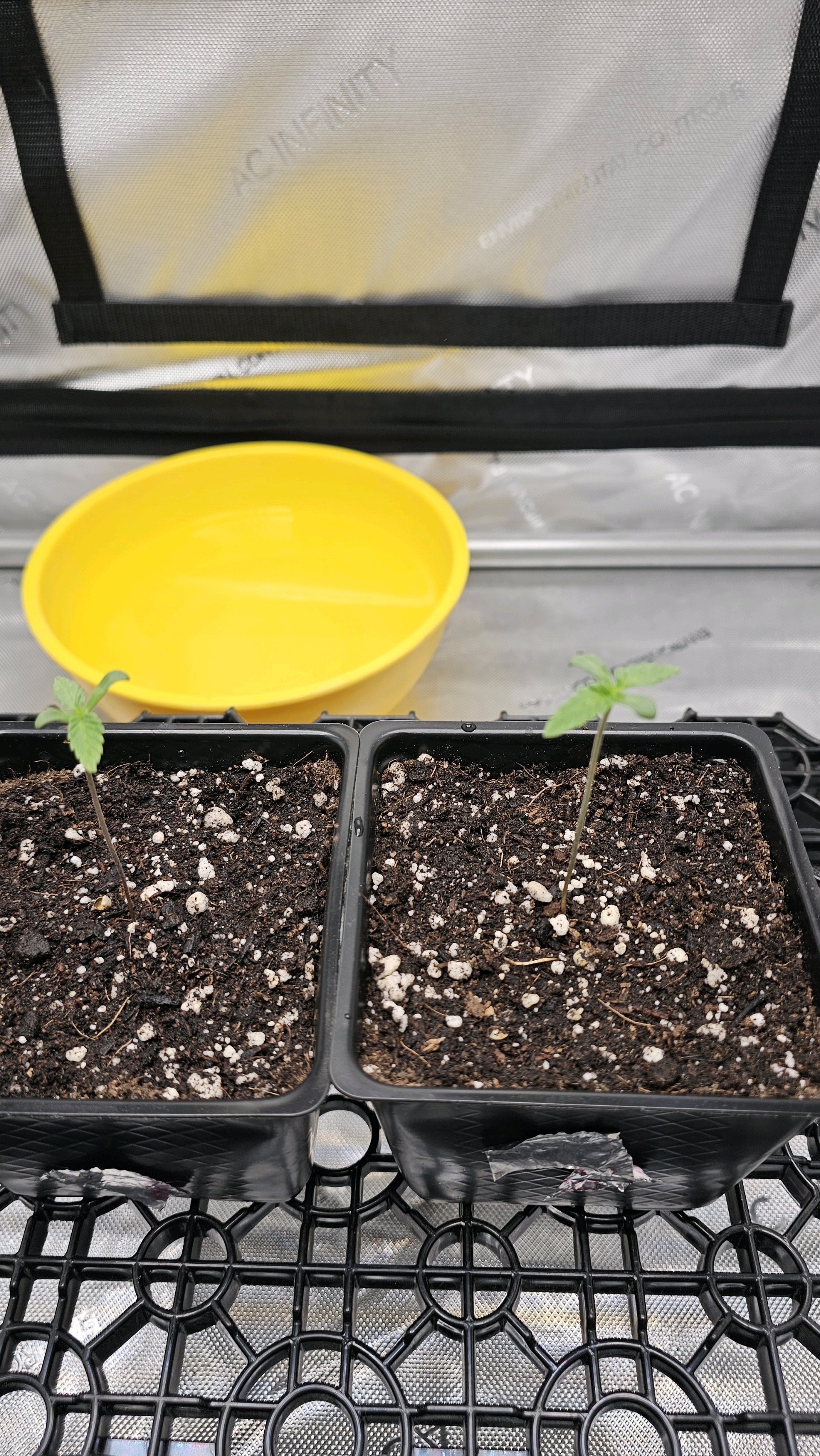 ethos genetics  — seedling_rooting, day 5