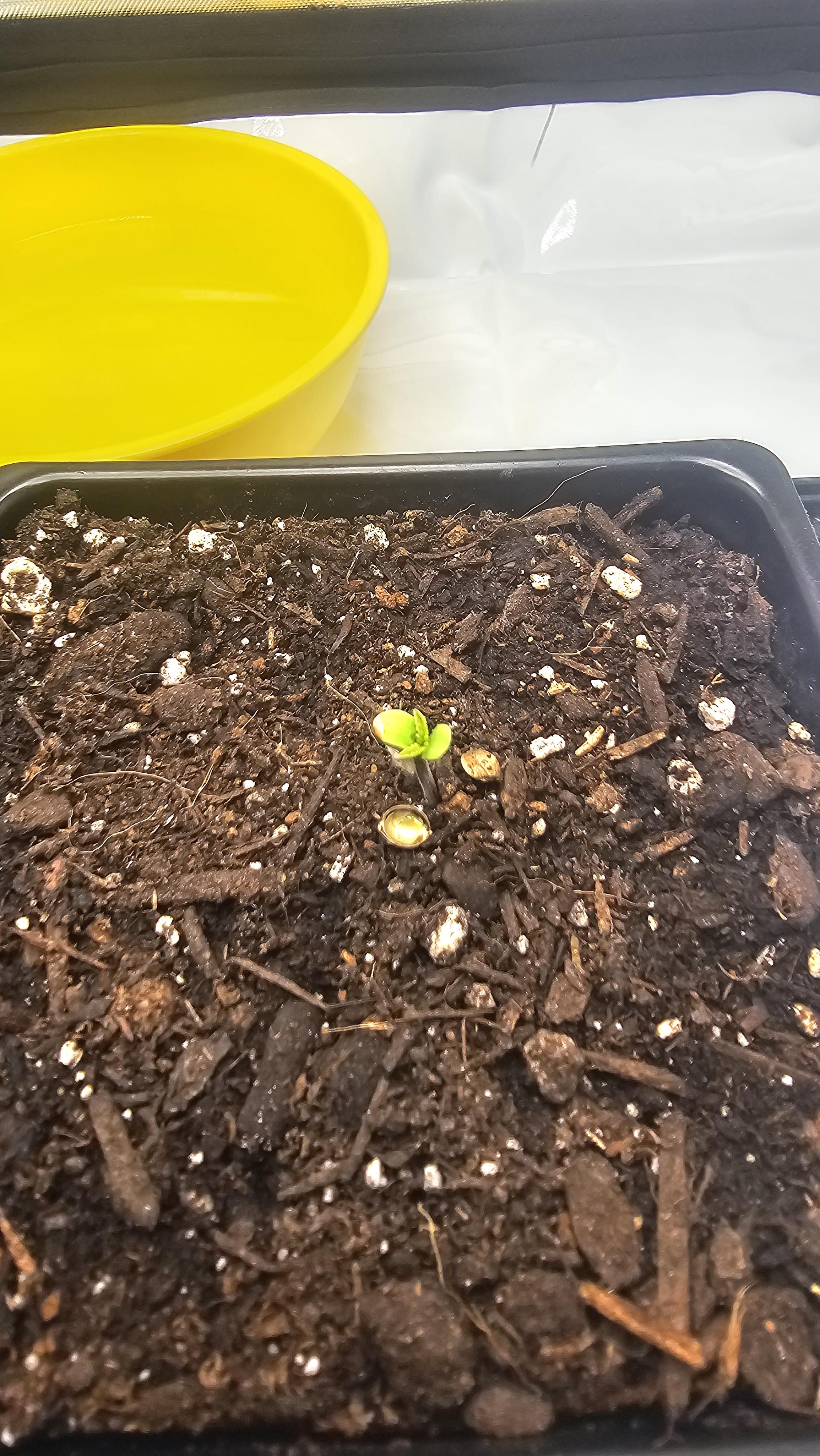 ethos genetics  — seedling_rooting, day 6