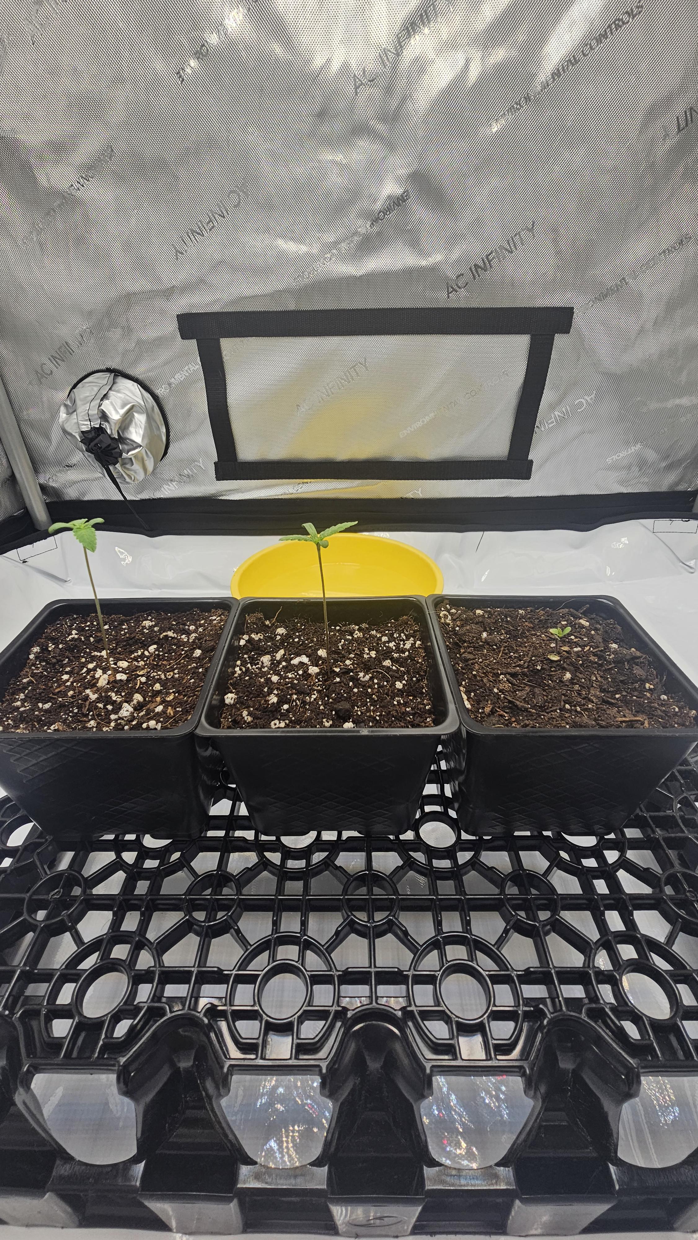 ethos genetics  — seedling_rooting, day 6