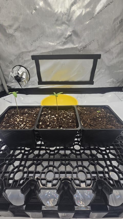 ethos genetics — seedling_rooting, day 6