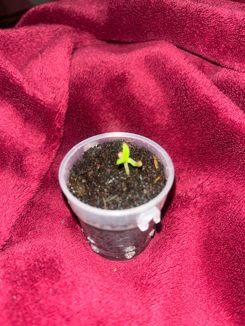 Sativa Outdoor Grow