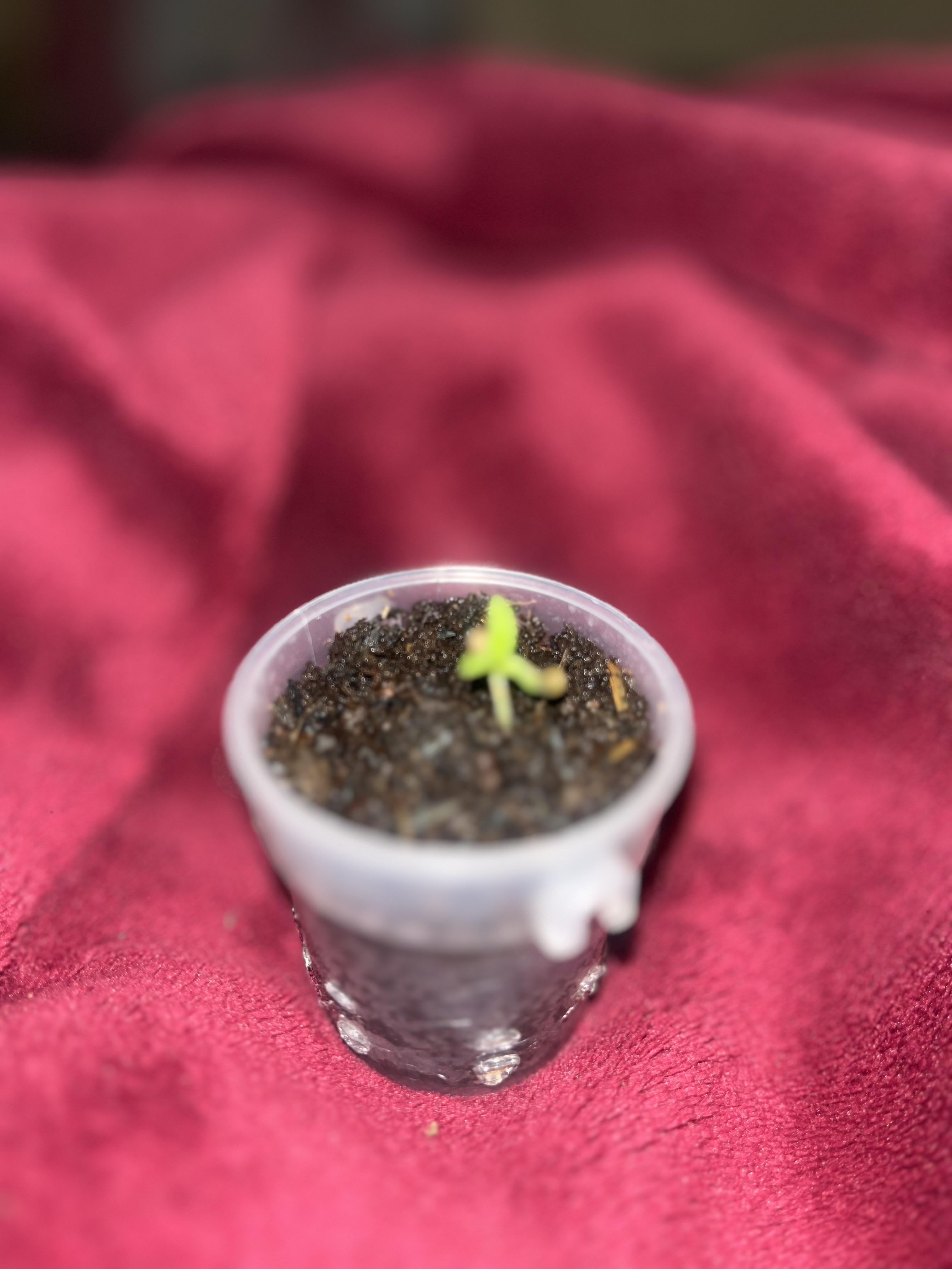 Sativa Outdoor Grow — seedling_rooting, day 1