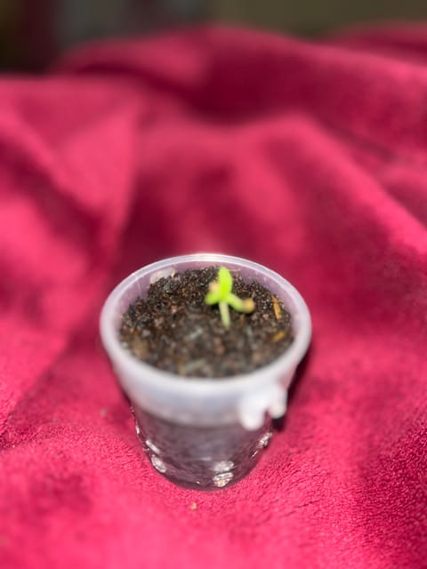Sativa Outdoor Grow — seedling_rooting, day 1