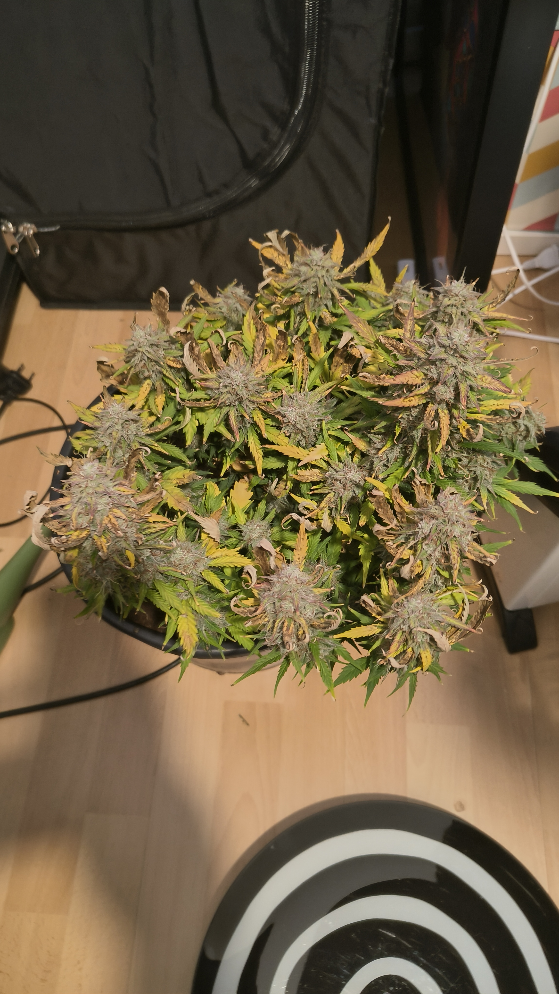 Blackberry moonrocks 