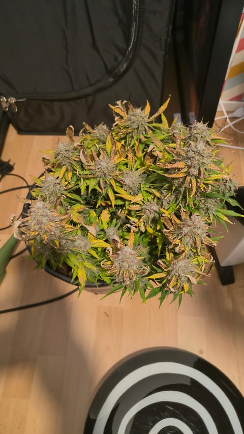 Blackberry moonrocks 