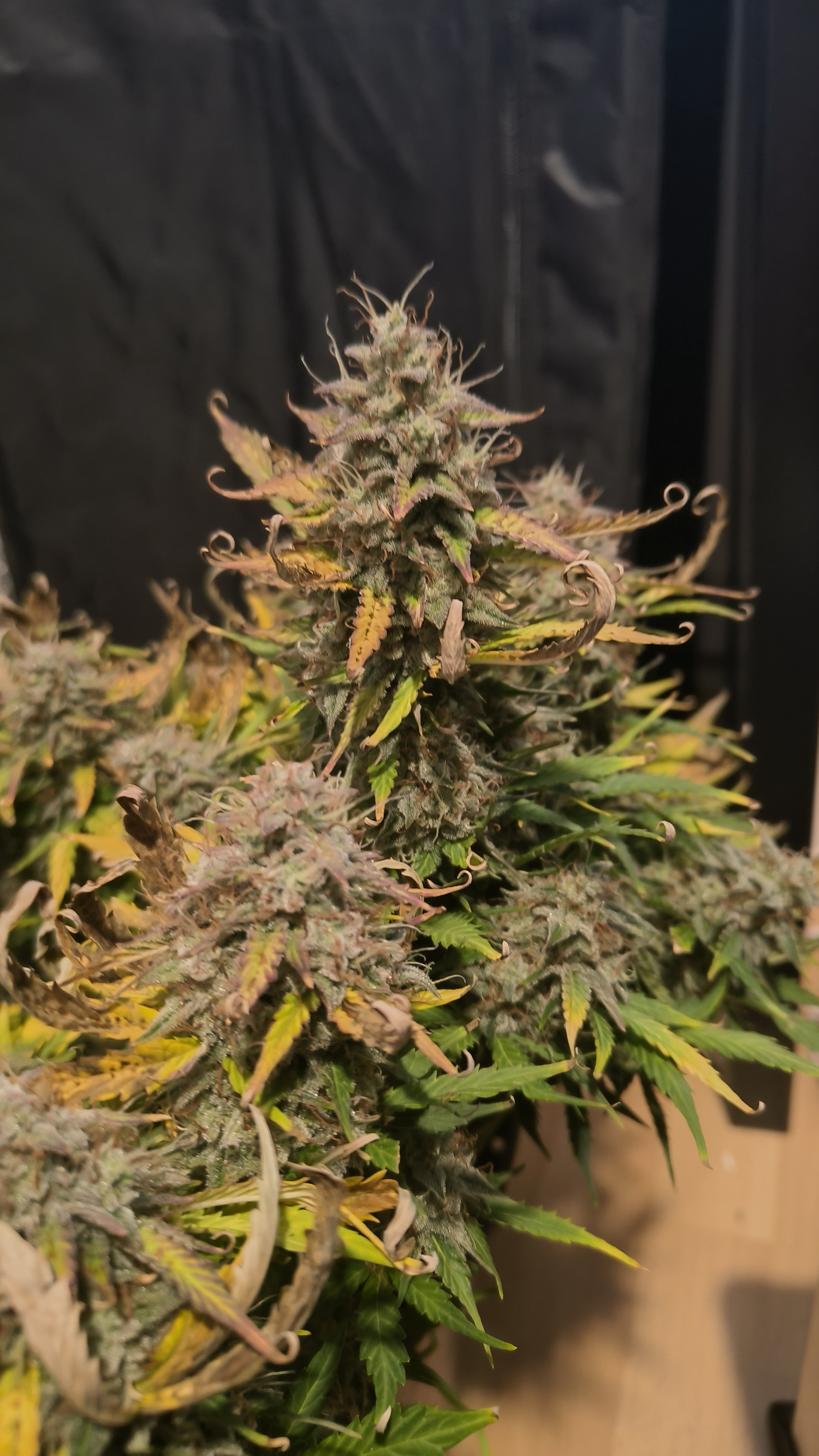 Blackberry moonrocks  — harvest, day 72