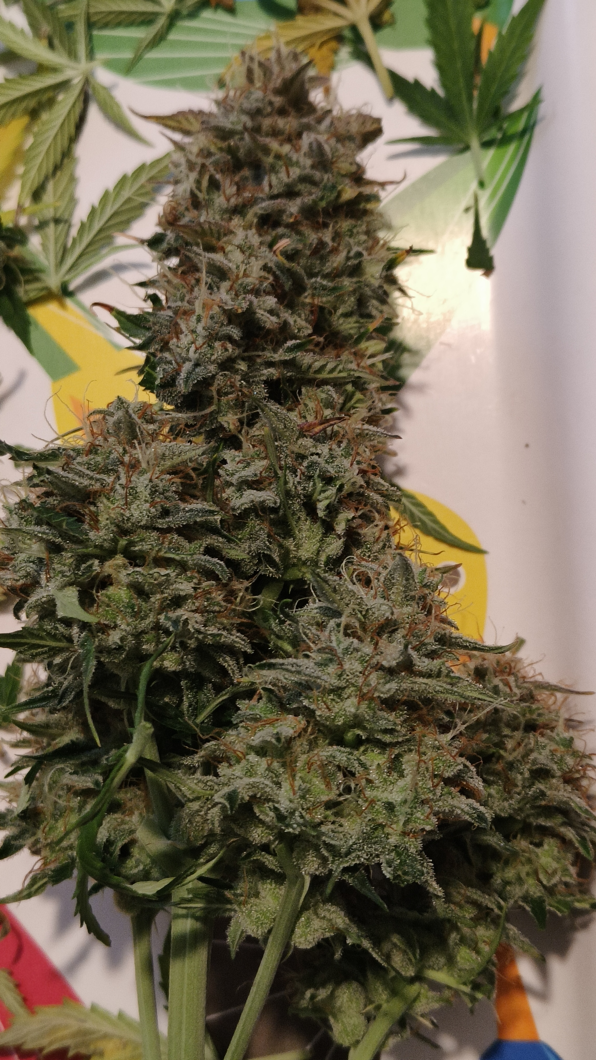 Blackberry moonrocks  — harvest, day 72