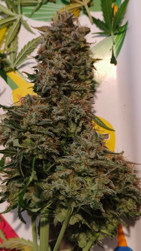 Blackberry moonrocks  — harvest, day 72