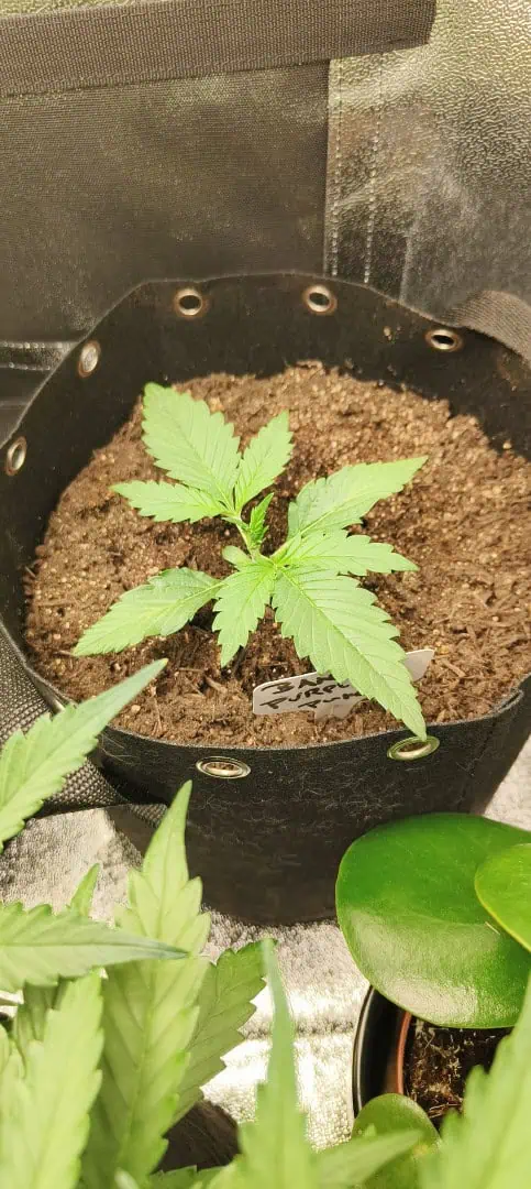 Banana Purple Punch Auto — vegetative, day 16