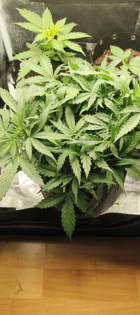 Blueberry auto — flower, day 28