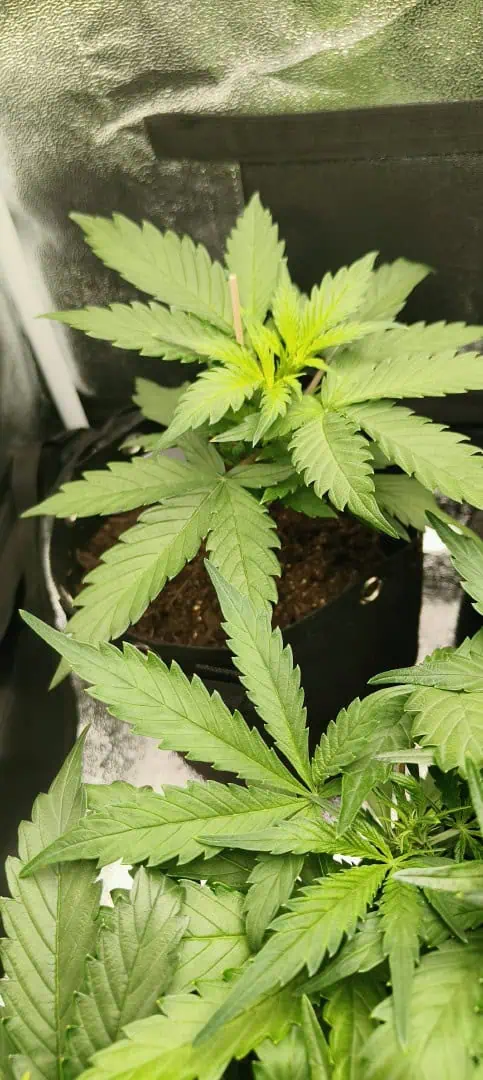 Afghan kush auto — vegetative, day 32
