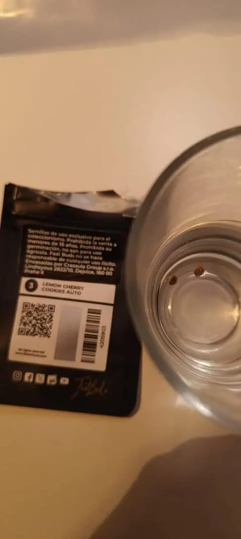 lemon Cherry cookies auto — germination, day 1
