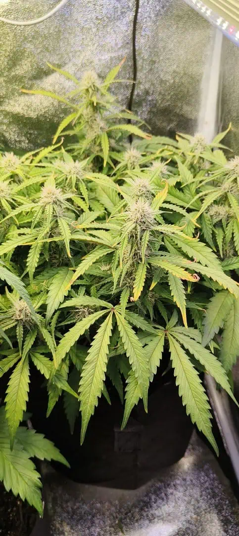 Blueberry auto — flower, day 45