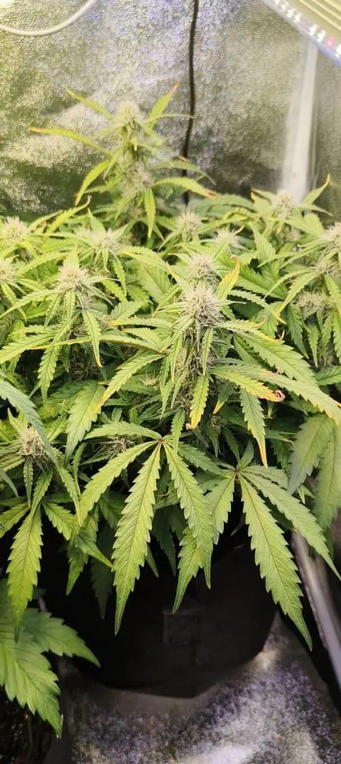 Blueberry auto — flower, day 45